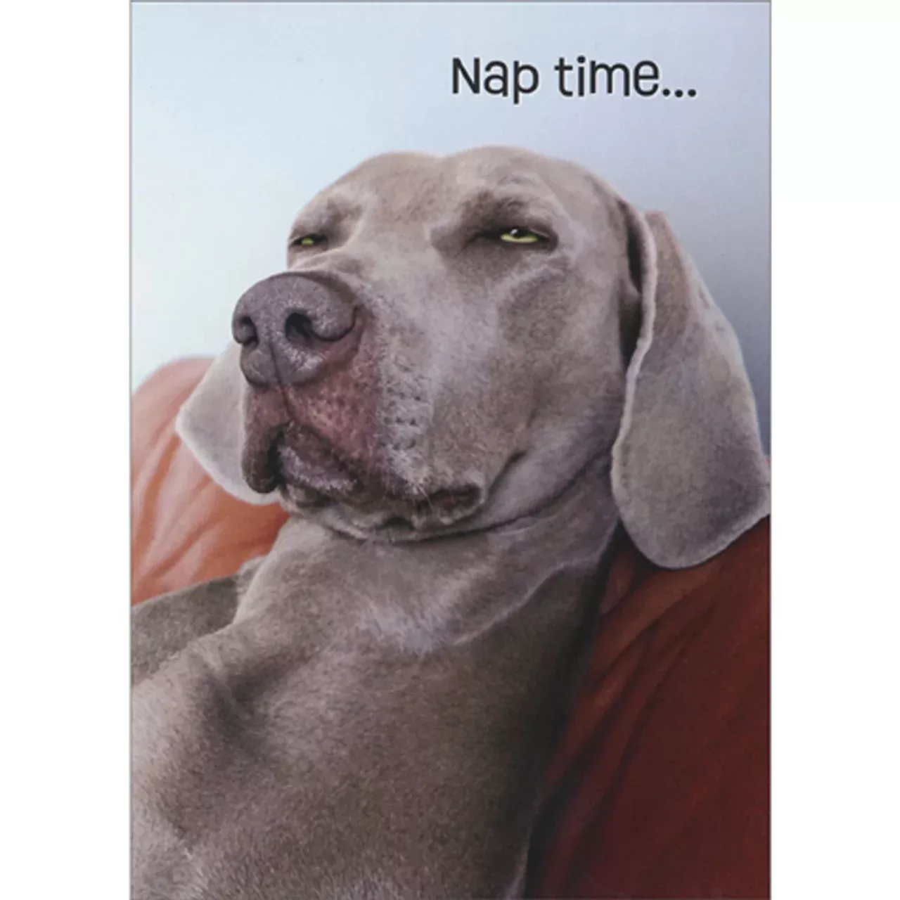 Avanti - Squinting Weimaraner Birthday Card